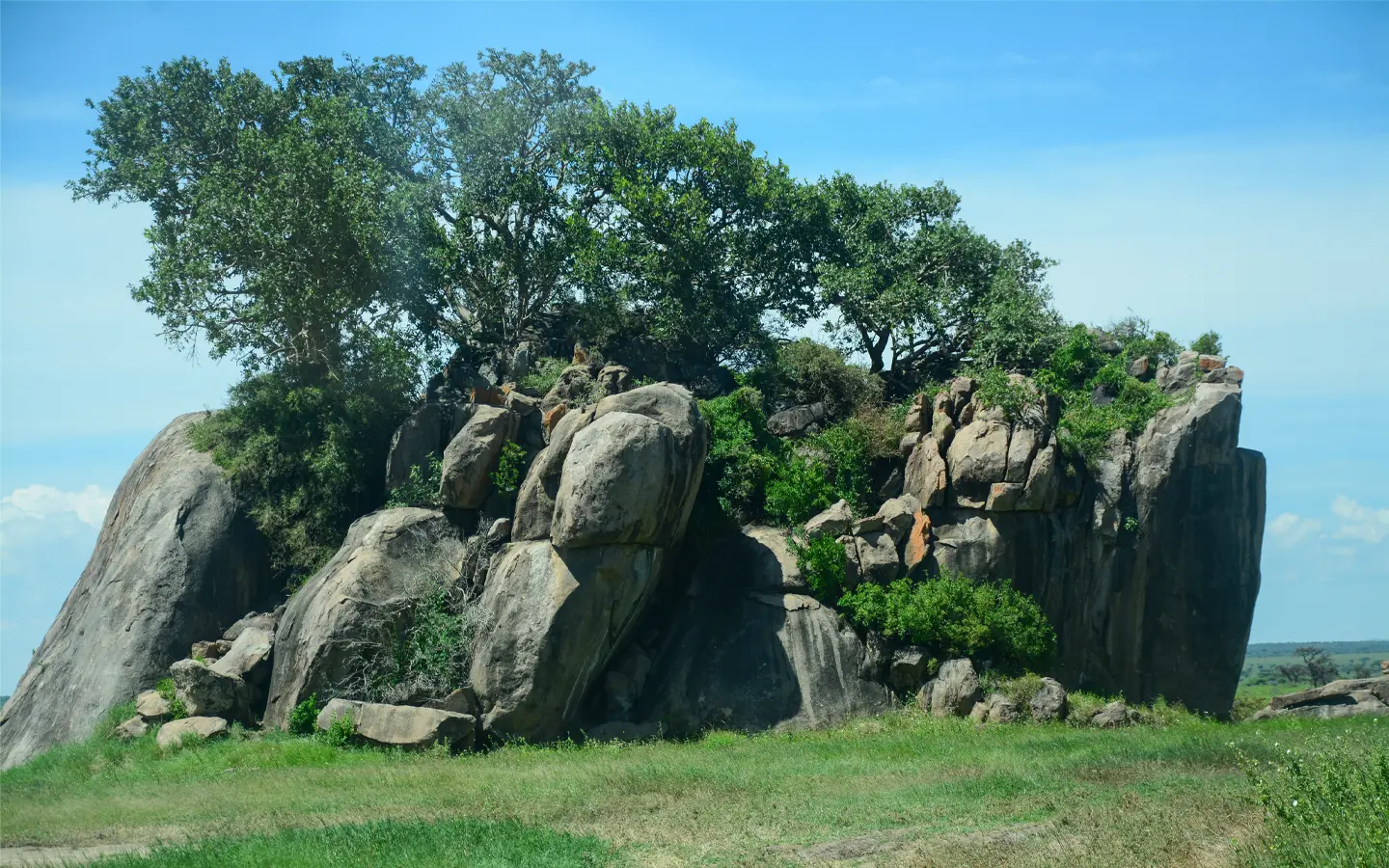 African Adventure Specialists - Cats in a hidden area in the Serengeti
