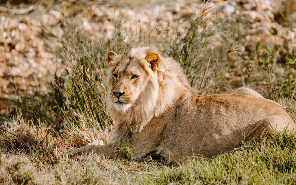 Safari Redefined: The Essence of the Wild - Tourist on Safari in the Maasai Mara - African Adventure Specialists