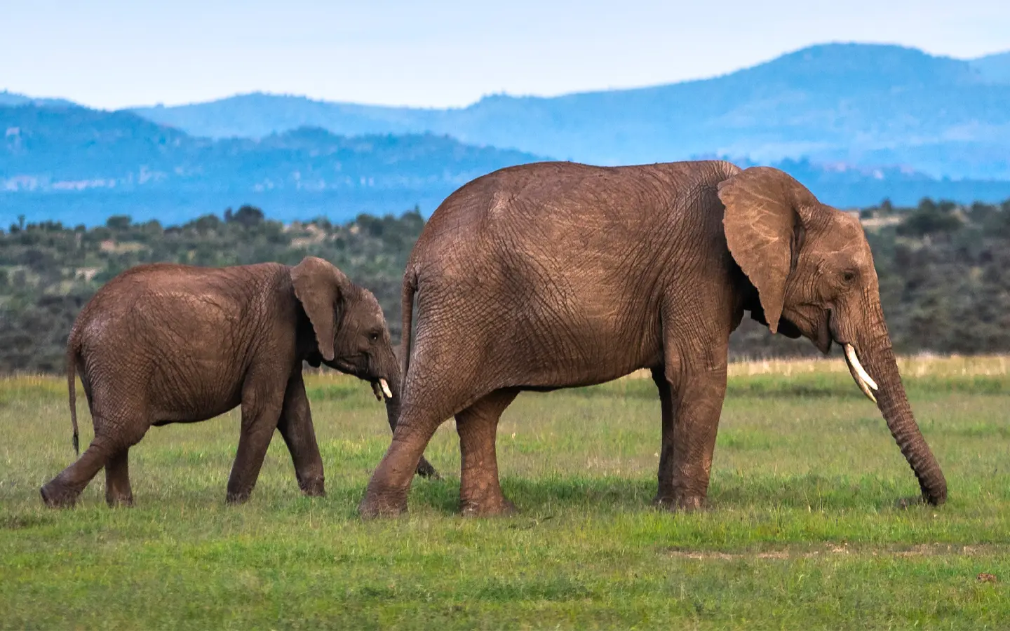 Embark on The East Africa Grand Safari Adventure, a journey through the heart of East Africa, traversing its most iconic wildlife destinations.- African elephants - African Adventure Specialists - Best Destination Management Company in Kenya
