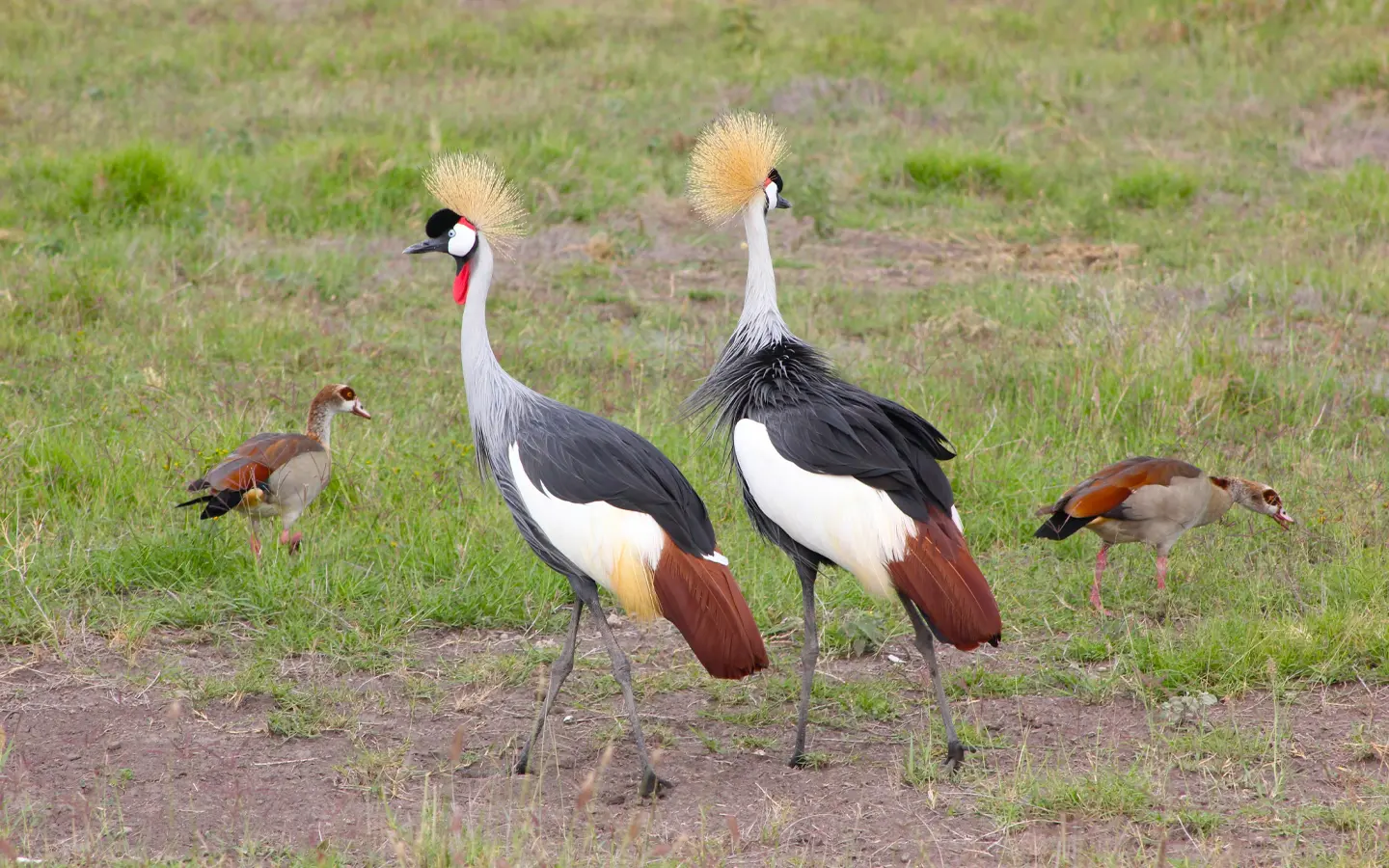 Semuliki National Park - Beautiful Crowned Crane in Uganda - African Adventure Specialists