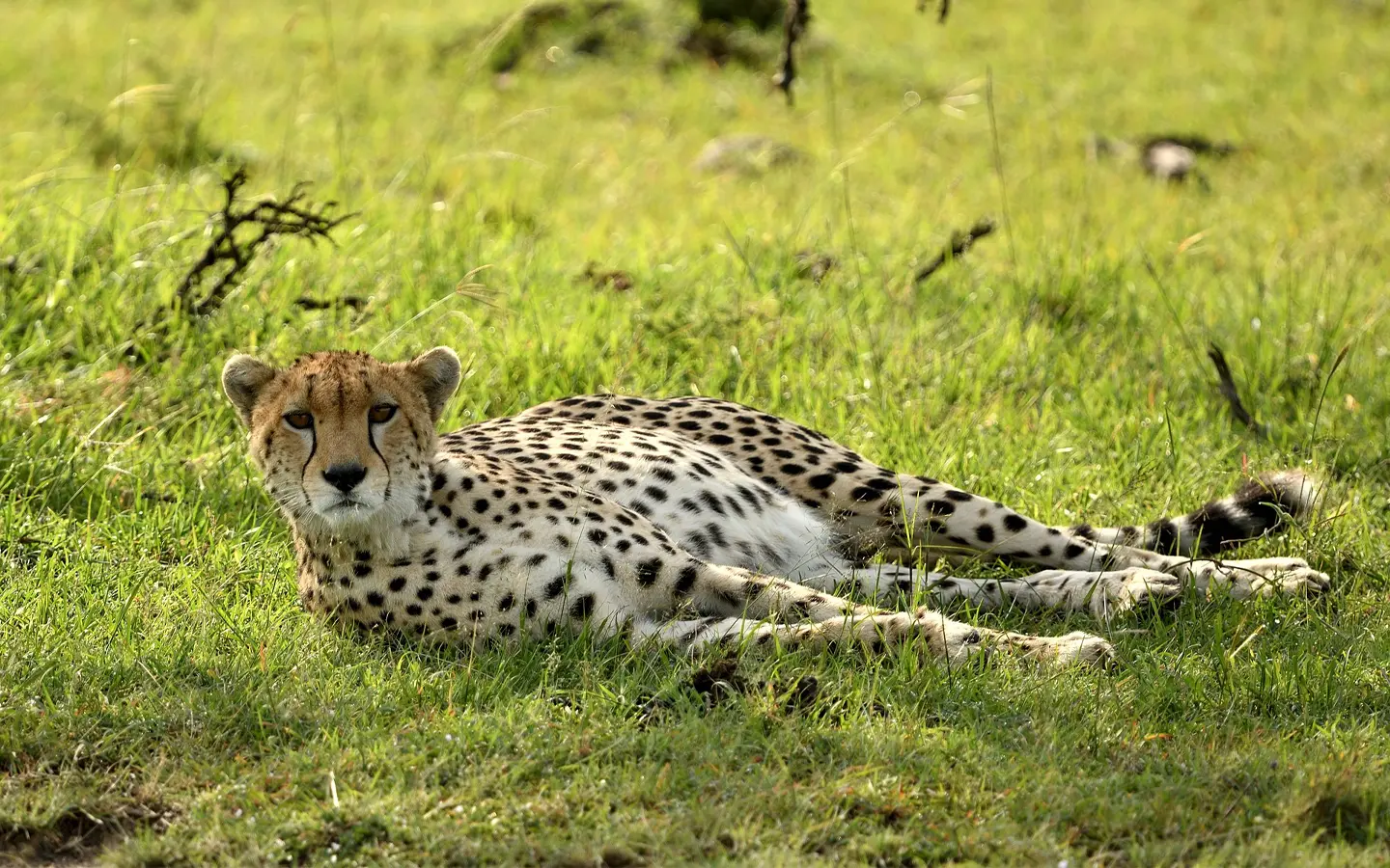 African Sky Safari Experience- Cheetah resting - African Adventure Specialists