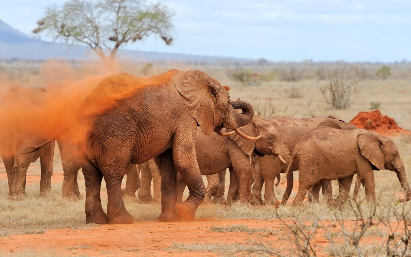 Amboseli National Park - Elephant herd in Amboseli - African Adventure Specialists - Best Destination Management Company in Uganda