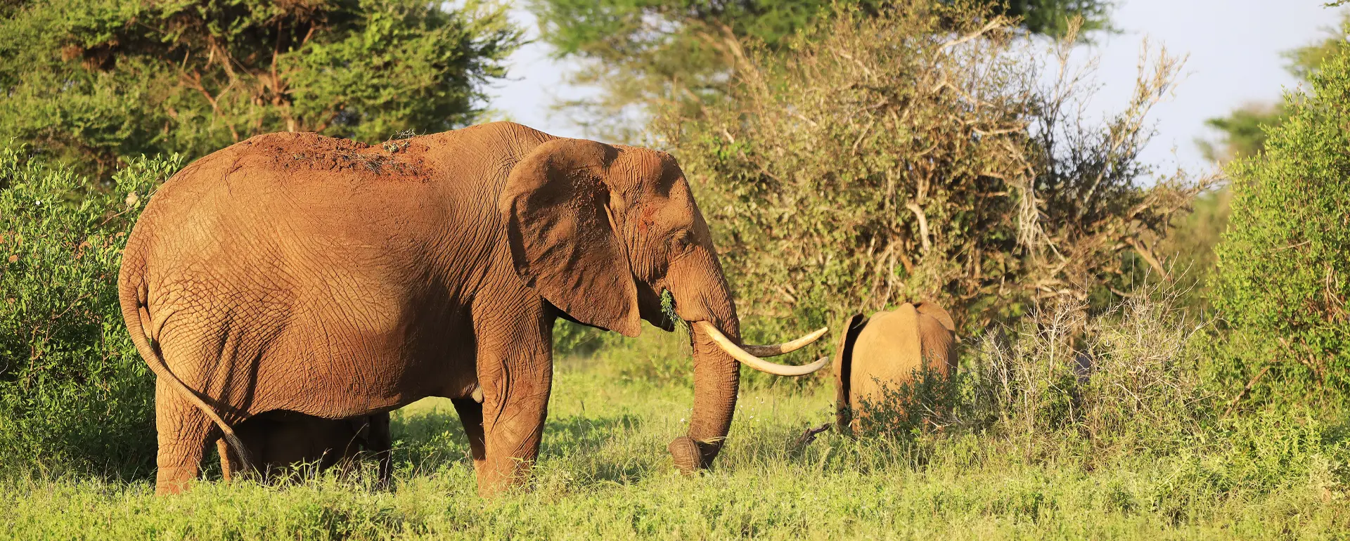 Tsavo West National Park - Elephant in Tsavo National Park with African Adventure Specialists