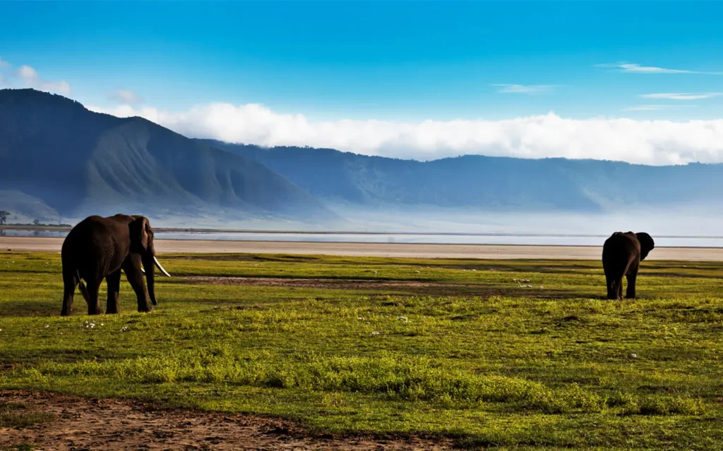 Unforgettable Northern Classic Tanzania Safari- Elephants in Ngorongoro crater- African Adventure Specialists - Best Destination Management Company in Tanzania