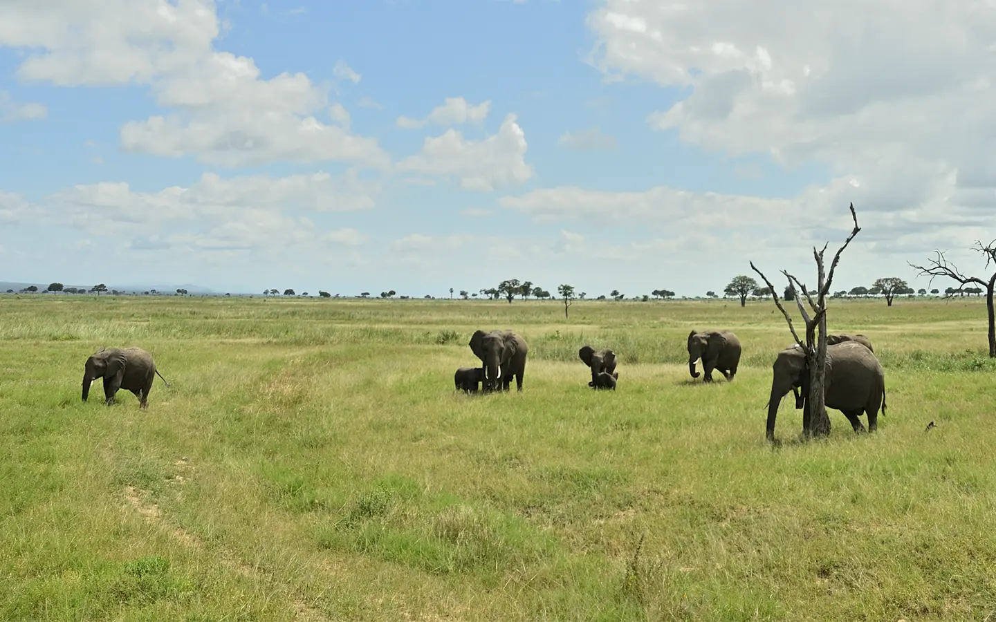 Elephants in the Queen Elizabeth National Park - African Adventure Specialists - Best Destination Management Company in Uganda