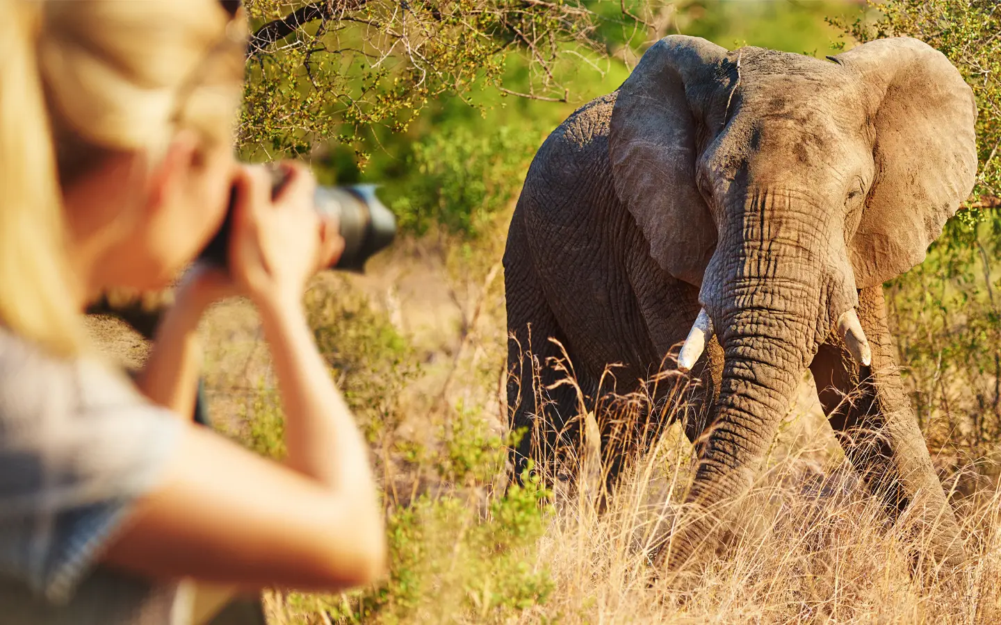 Maasai Mara Kilimanjaro Safari Experience - FAM Trips in the Amboseli - African Adventure Specialists