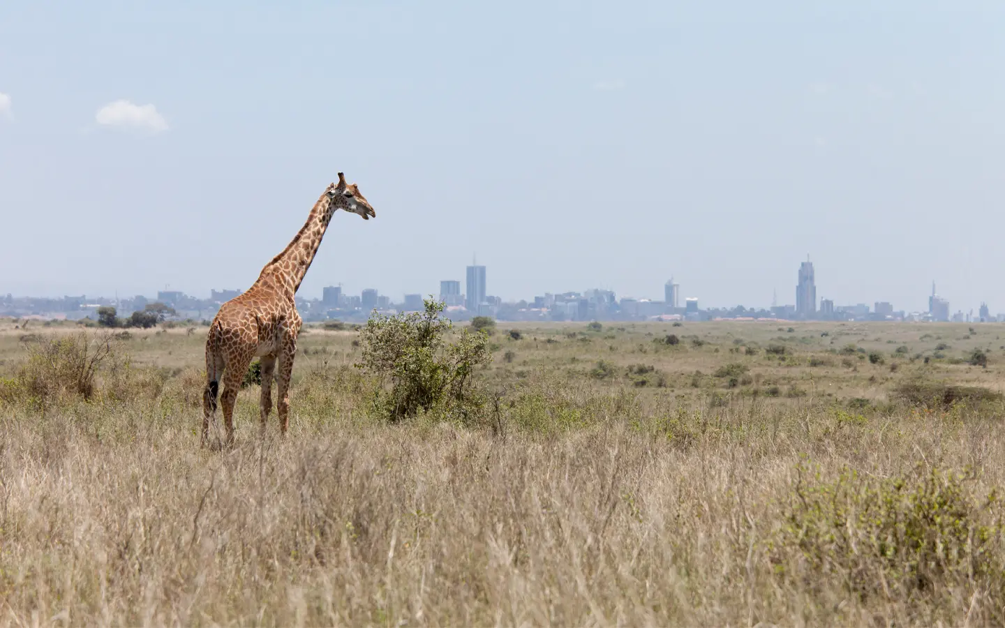 Nairobi National Park