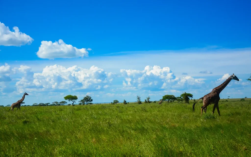Stunning Classic Safari Escapade: From Hills to Plains - Giraffes in an open savannah - African Adventure Specialists