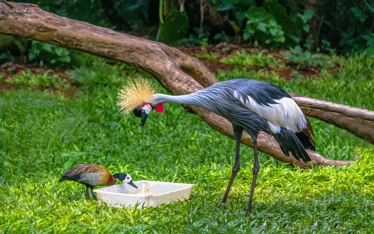 Gray Crowned Crane in Gishwati-Mukura National Park - African Adventure Specialists - Best Destination Management Company in Rwanda
