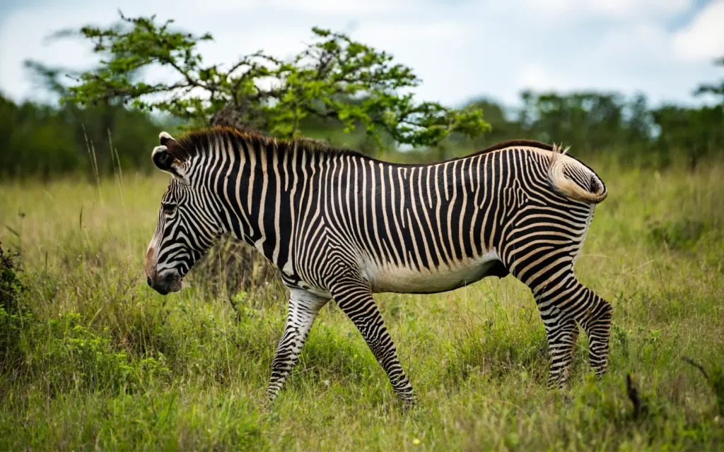 Ultimate Magical Wilderness Retreat - Grevy Zebra - African Adventure Specialists - Best Destination Management Company in Kenya