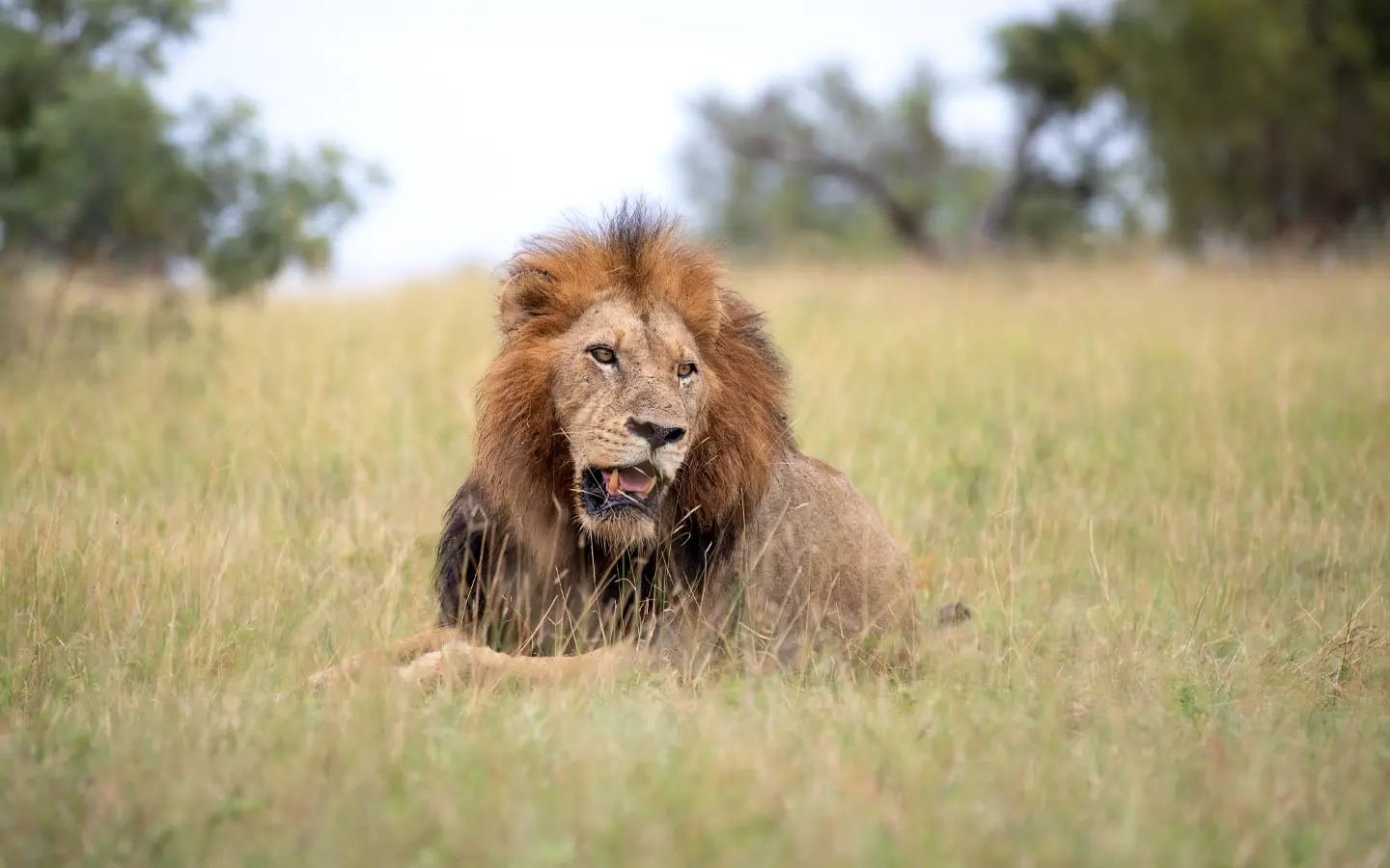 Kenya’s Untamed Elegance Safari - Lion resting in the Maasai Mara - African Adventure Specialists
