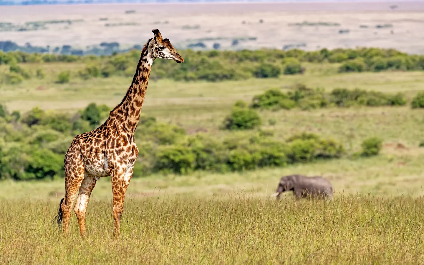 Masai Giraffe and elephant - African Adventure Specialists - Best Destination Management Company in Kenya