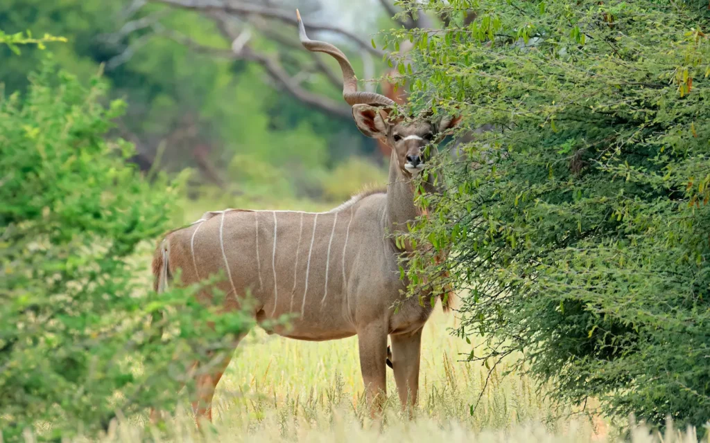 Luxury Tanzania Safari -Mount Meru Kudu antelope - African Adventure Specialists - Best Destination Management Company in Tanzania