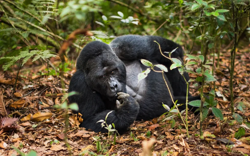 Rwanda Gorilla Safari - Mountain Gorilla - African Adventure Specialists - Best Destination Management Company in Rwanda