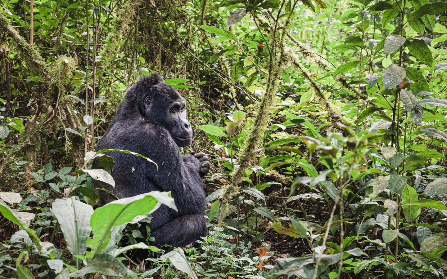 Bwindi Impenetrable National Park - Mountain Gorilla in Bwindi - African Adventure Specialists - Best Destination Management Company in Rwanda