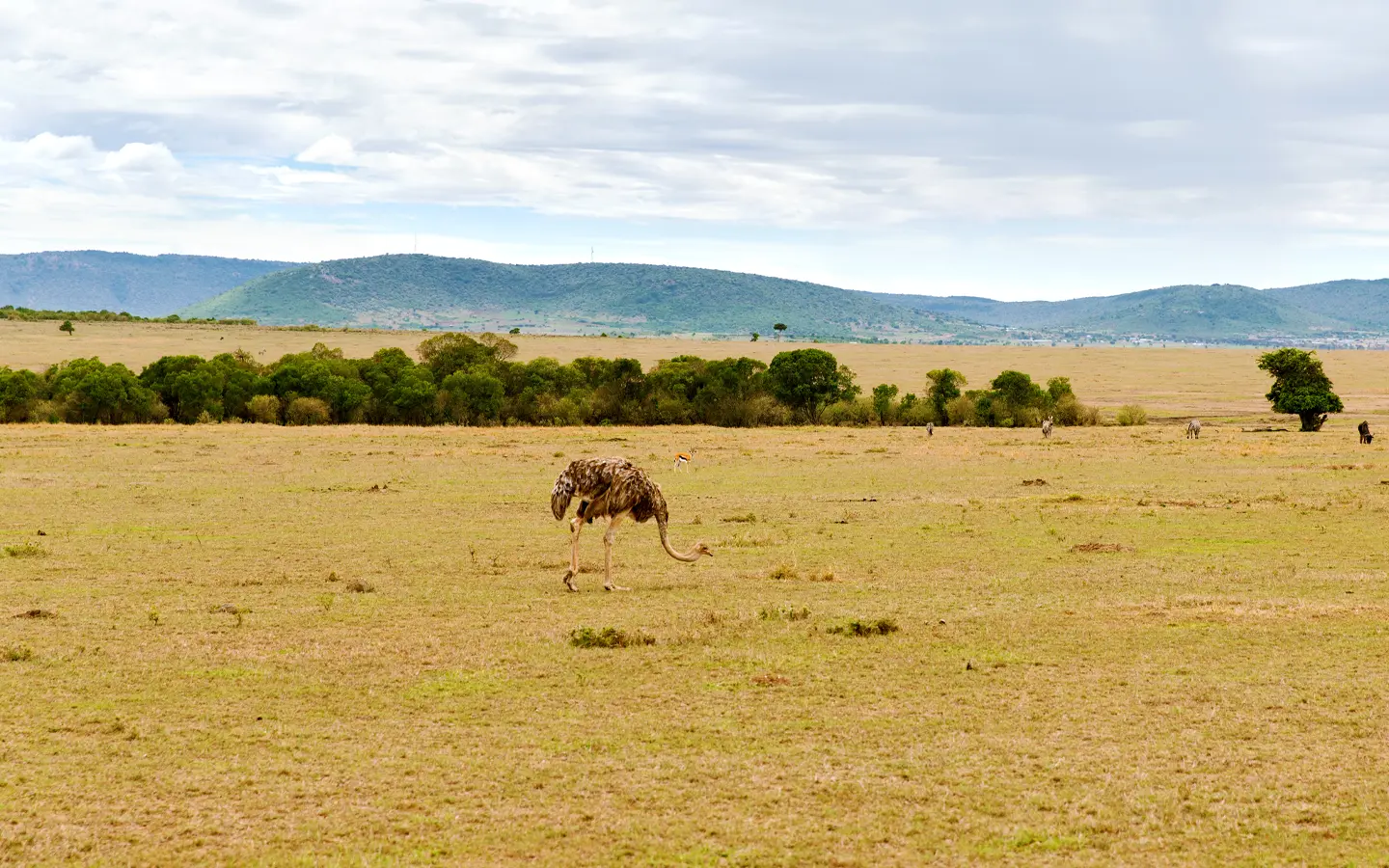 Tarangire National Park - Ostrich in the savannah - African Adventure Specialists - Best Destination Management Company in Tanzania