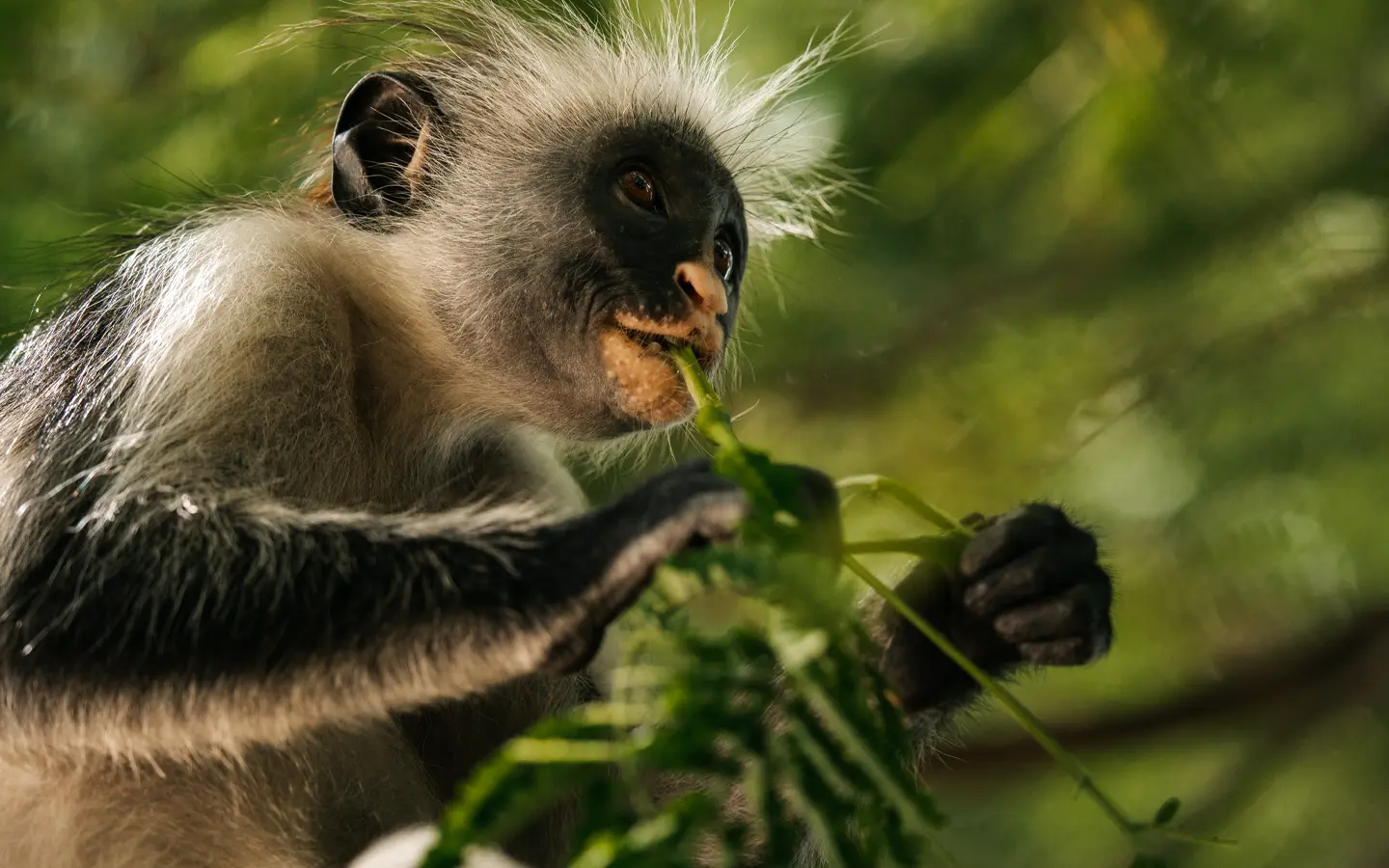 Uganda Rwanda Adventure - Red Colubus monkey - African Adventure Specialists - Best Destination Management Company in Uganda