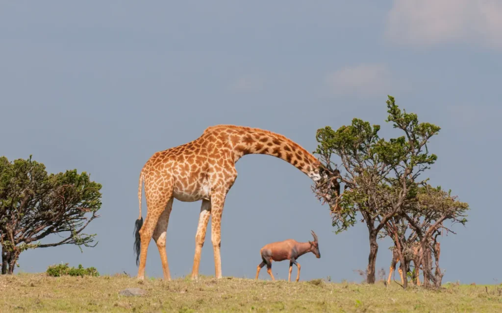 East Africa Ultimate Luxury Safari - Reticulated Giraffe in Samburu National Park - African Adventure Specialists - Best Destination Management Company in Kenya