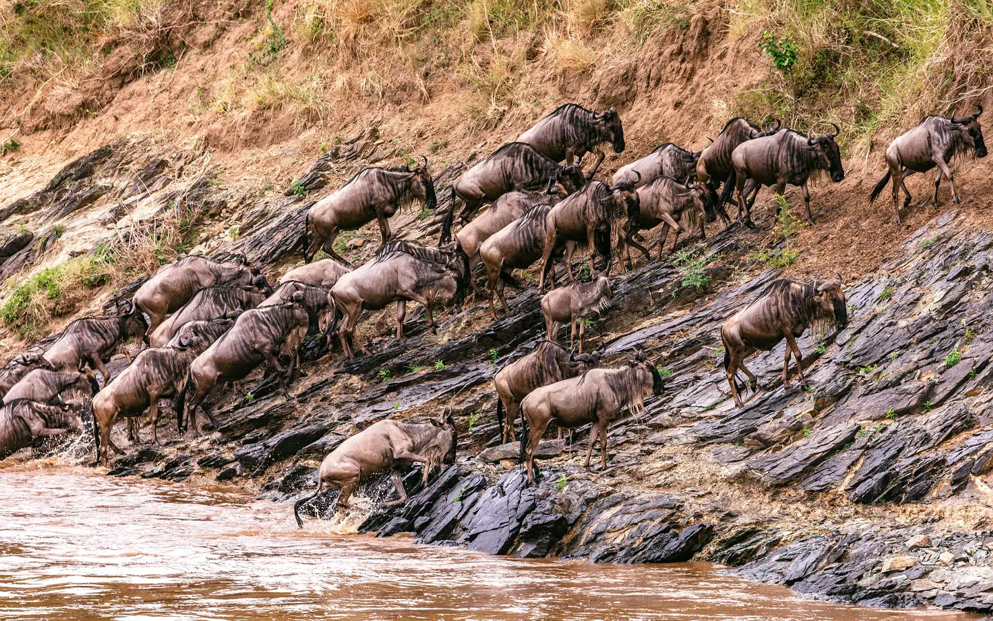 Grand East Africa Safari - The Wilderbeest migration scene- Travel with African Adventure Specialists