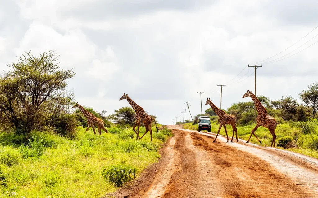 The magic of Safari in Amboseli National Park- African Adventure Specialists