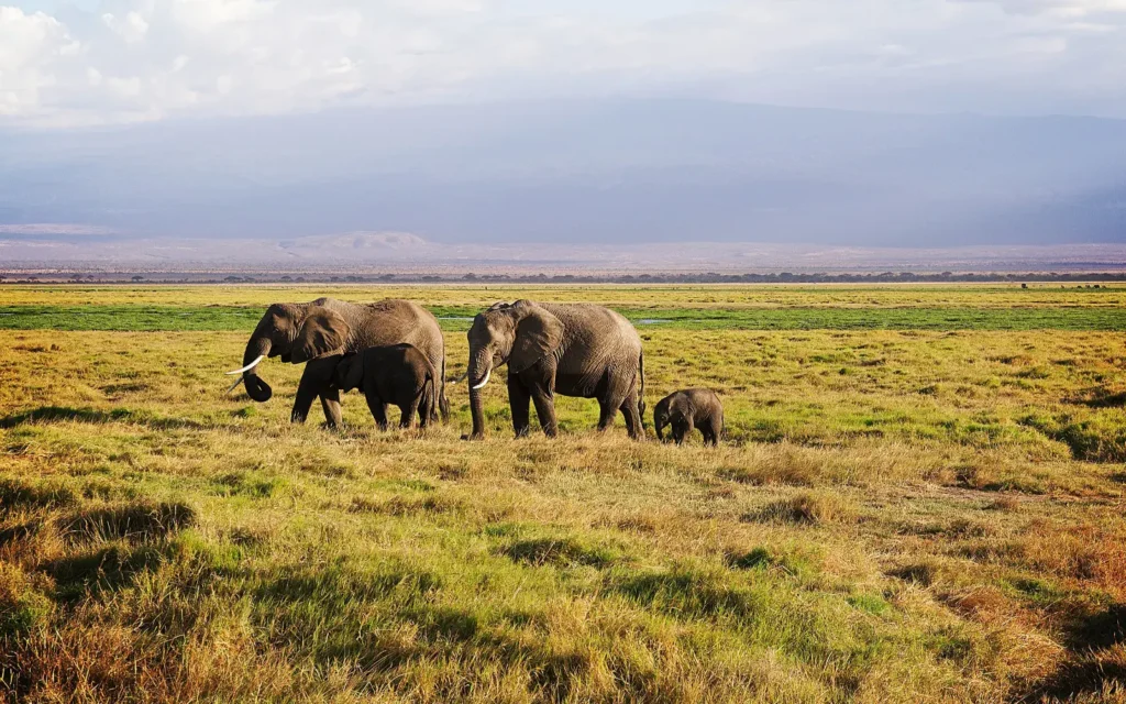 Kenya Hidden Treasures Safari - The magic of Safari in The Amboseli National Park- African Adventure Specialists