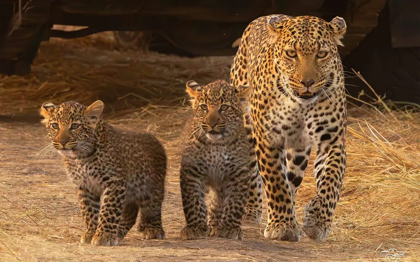 Tarangire Safari Adventure - Travel with AAS - African Adventure Specialists