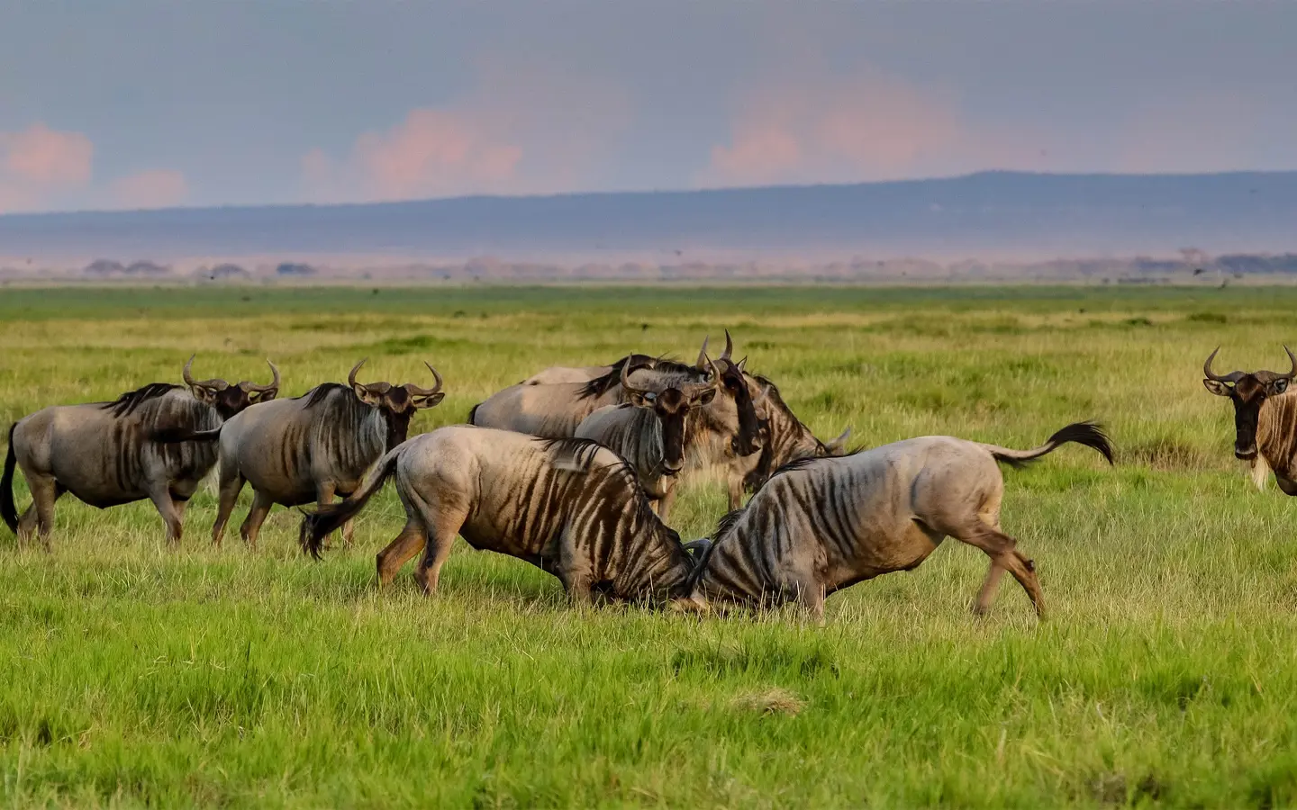 Kenya Premier Eco Safari Adventure - Wildebeests grazing in the Serengeti National Park - African Adventure Specialists