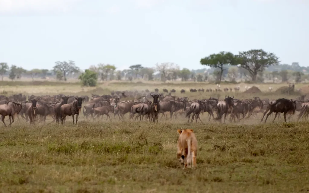 Kenya’s Stunning Majestic Trails Safari - Wilderbeest - African Adventure Specialists - Best Destination Management Company in Tanzania