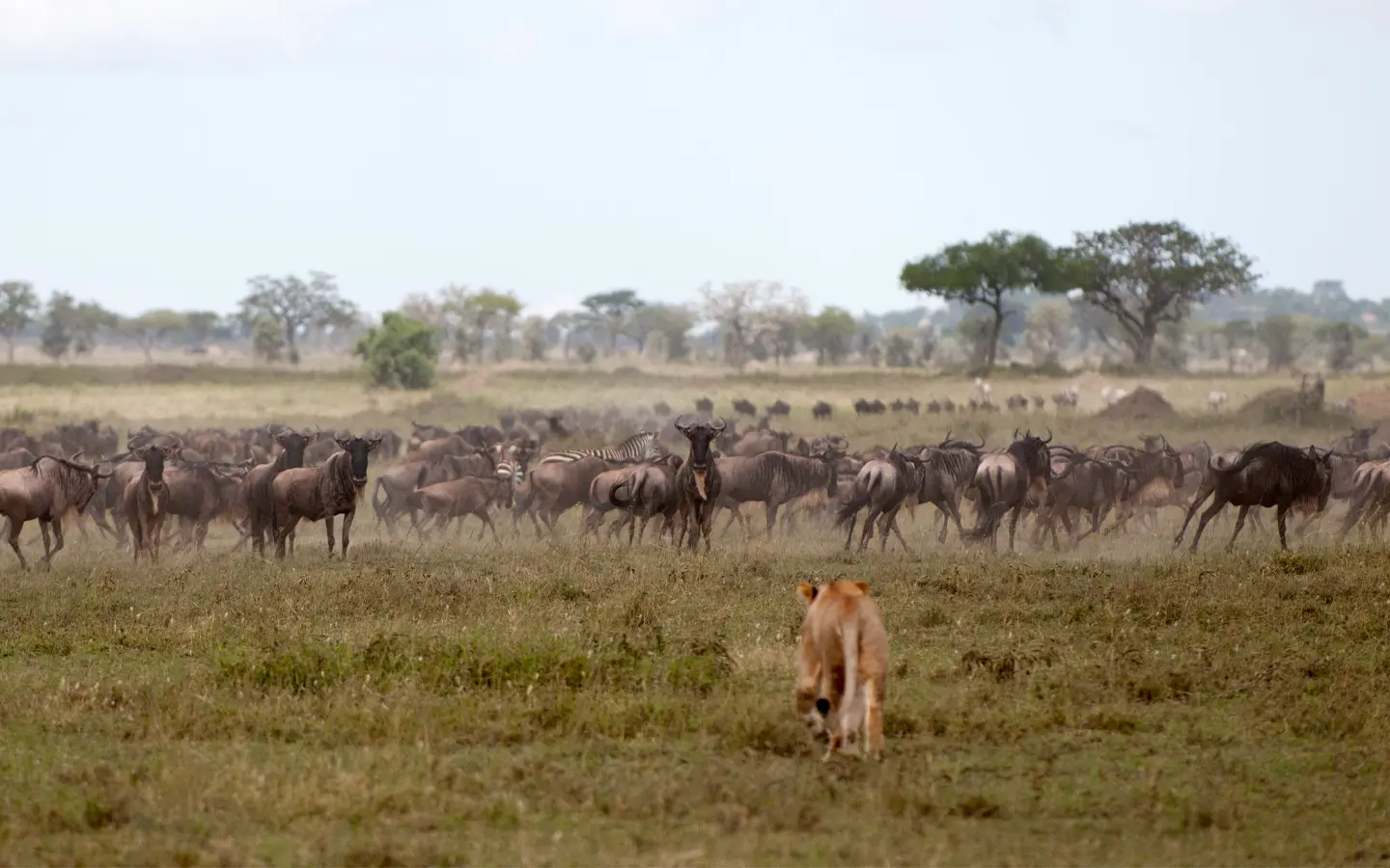 Kenya’s Stunning Majestic Trails Safari - Wilderbeest - African Adventure Specialists - Best Destination Management Company in Tanzania