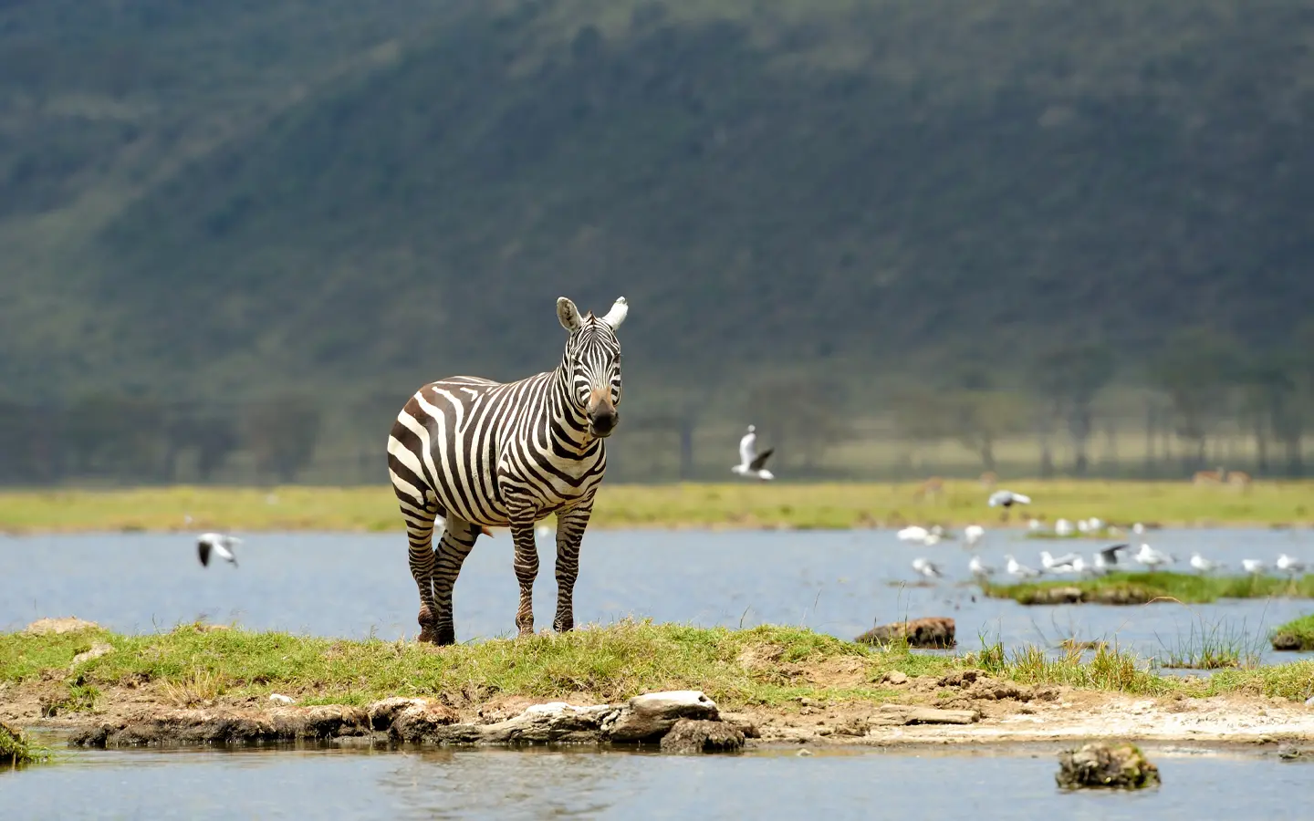 Lake Manyara National Park - Zebra at a national park- African Adventure Specialists - Best Destination Management Company in Tanzania